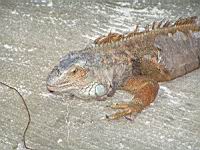 Iguane commun, Iguana iguana (ord Squamates)(ss-ord Sauriens)(fam Iguanides) (Photo F. Mrugala) (3)